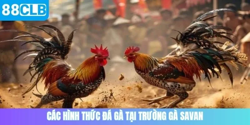Các hình thức đá gà
